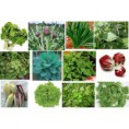 VERDURAS SELECIONADAS